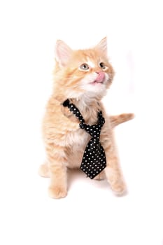 Cute little orange kitten licking his lips, looking up while wearing a black polkadot tie