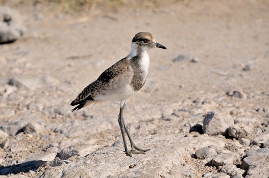 Juvenile Blacksmith Lapwing Blacksmith Plover (Vanellus armatus) 
