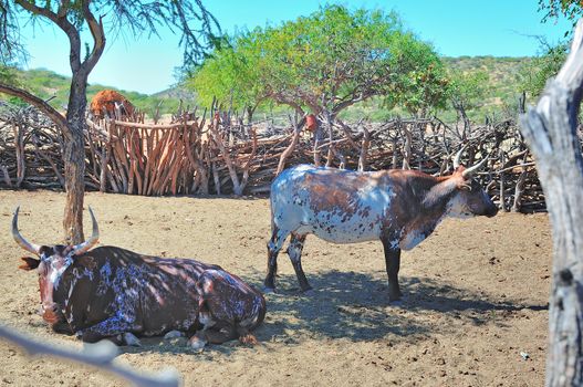 Two Nguni cattle in an Ovahimba kraal
