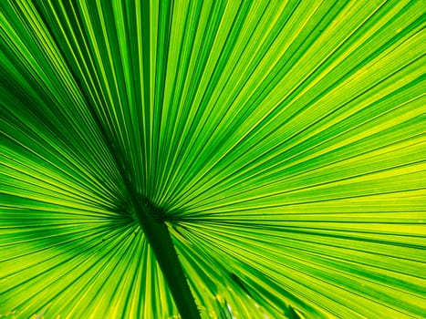 fan palm have beautiful texture and color at sunlight