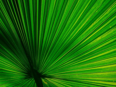 fan palm have beautiful texture and color at sunlight