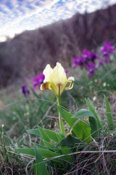 Close-up of yellow wild iris 