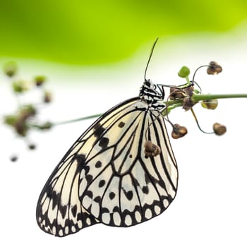 An image of a butterfly black and white - Idea Leuconoe