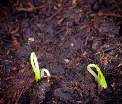 Two Little Growth Green Grass in Cultivated Ground closeup