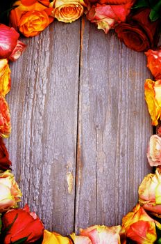 Ellipse Frame of Mixed Colorful Roses closeup on Rustic Wooden background. Vertical View