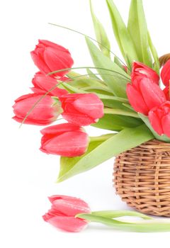 Bouquet of Spring Magenta Tulips with Green Grass and Droplets in Wicker Basket isolated on white background