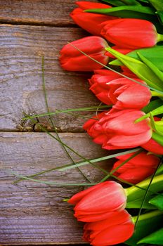 Border of Beautiful Spring Red Tulips with Green Grass isolated on Rustic Wooden background