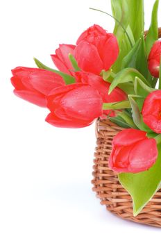 Spring Magenta Tulips in Wicker Basket isolated on white background