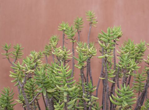 Sedum reflexum on red terracotta wall, Mallorca, Balearic islands, Spain.