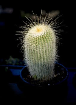 Cactus in light and dark pot.