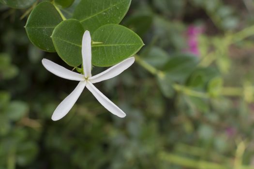 Starlike white flower on dark green lush background.