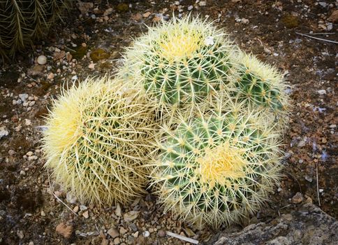 Small pillow like cacti in a garden, Majorca, Mallorca, Balearic islands, Spain.