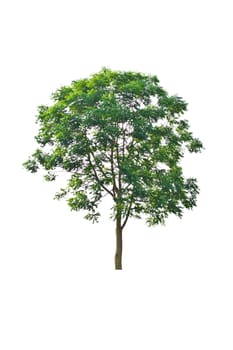 tree on a white background