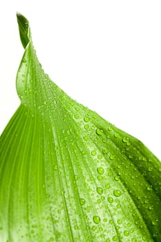 macro water drops on green plant leaf for natural background, wallpaper or backdrop use isolated on white