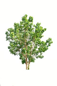 tree on a white background 