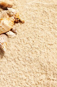 sea shells with sand as background