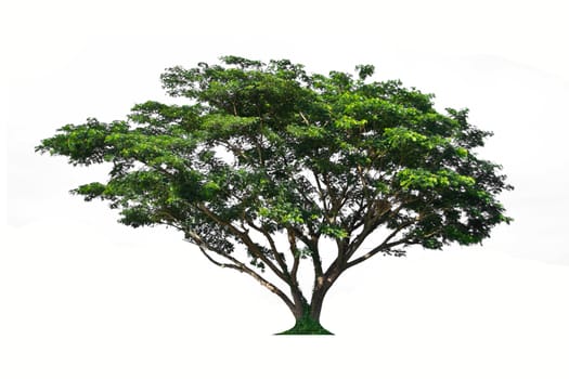 tree on a white background