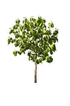 tree on a white background