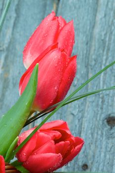 Three Spring Magenta Tulips with Green Grass isolated on Grey Wooden background