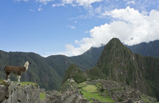 A llama looks at Machu Picchu