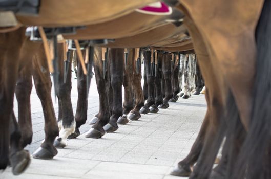 Warsaw, Poland – May 12, 2014: Danish Crown Prince Couple on state visit to Poland. Detail of a row of the horse detachment.