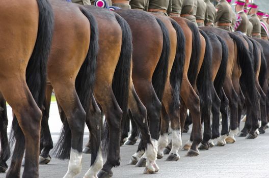 Warsaw, Poland – May 12, 2014: Danish Crown Prince Couple on state visit to Poland. Detail of a row of the horse detachment.