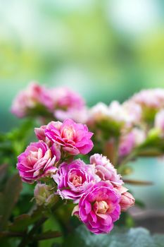 Kalanchoe flower