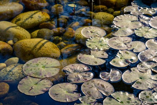 Nenuphar in a pond