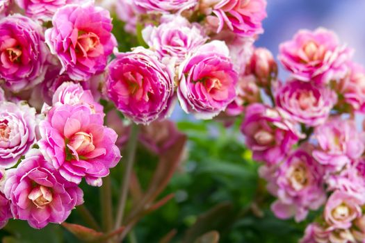Kalanchoe flower