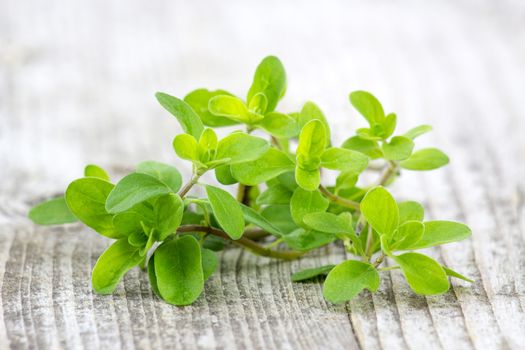 Bunch of fresh marjoram 