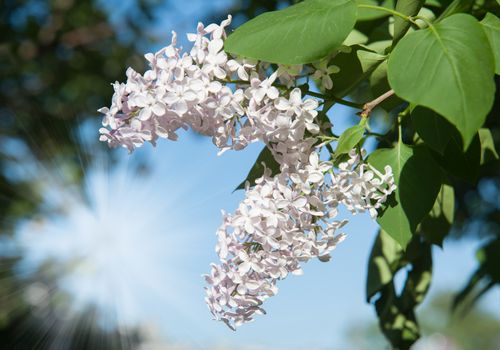 Branch of lilac flowers with the leaves