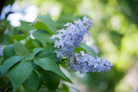 Branch of lilac flowers with the leaves