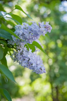 Branch of lilac flowers with the leaves