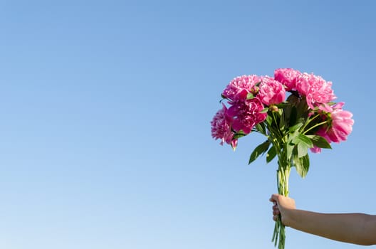 large bouquet of pink peonies woman hands on a blue sky background