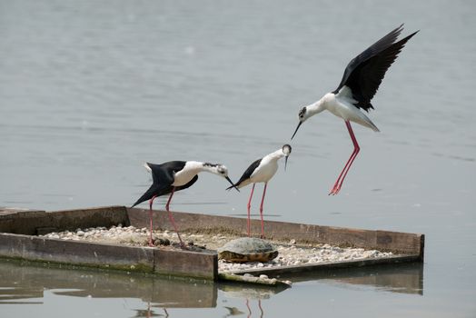 Black-winged stilt to defend the nest from various intruders