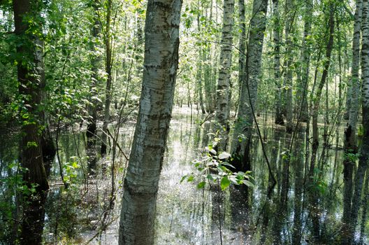 view of water flooded forest summer morning