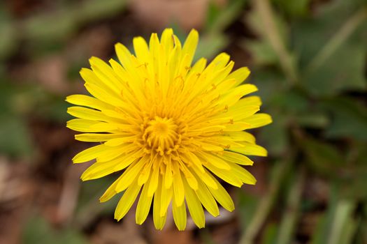 Close up macro view of a yellow dandelion flower.  Some consider this flower an intrusive weed in their nice green lawn.