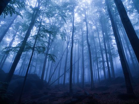 Mystic forest after rain in blue tinge