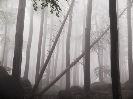 Thick fog in the scary beech forrest 