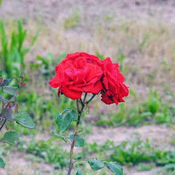 Red roses coming out from a field