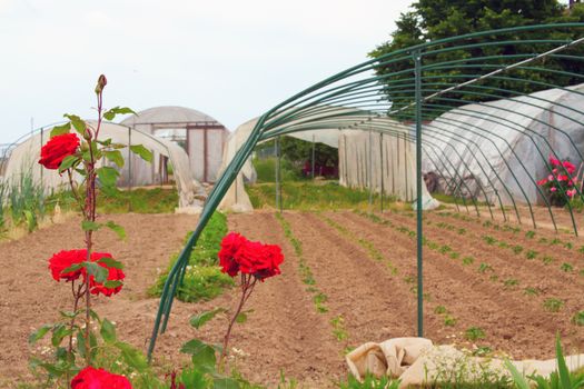 Greenhouse with roses on the front and plants