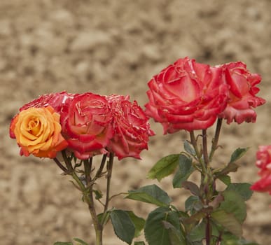 Red and yellow roses from a bunch