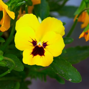 Yellow violet in strict close up, background defocused