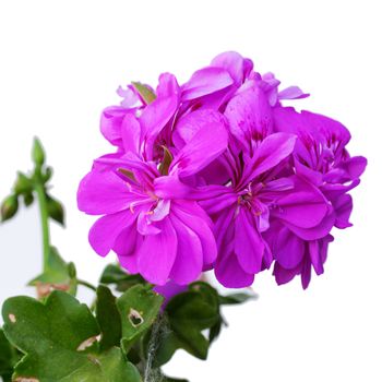 A Pink geranium isolated over white background