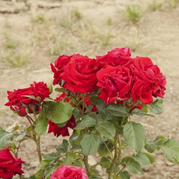 Red roses coming out from a field