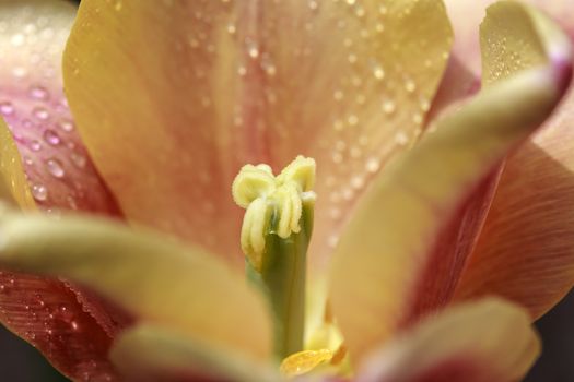 Close shot of the stamen of a dewy orange petaled tulip. 