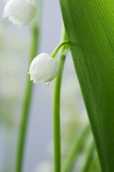 Close up of Lily of the valley 