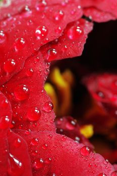 Close Up of Red Peony 