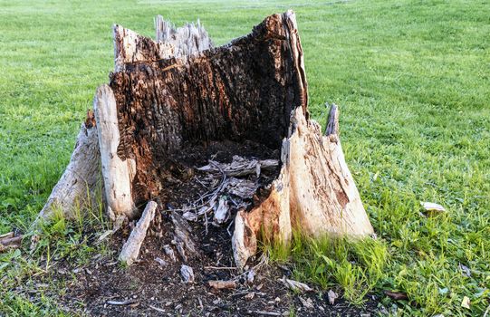 Ugly rotten stump in the middle of a manicured lawn. 