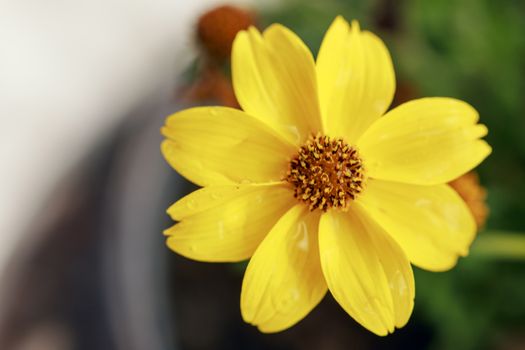 Direct view of a single small yellow Bidy Gonzales flower. 
